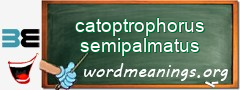 WordMeaning blackboard for catoptrophorus semipalmatus